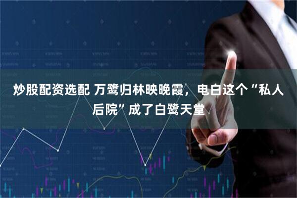 炒股配资选配 万鹭归林映晚霞，电白这个“私人后院”成了白鹭天堂